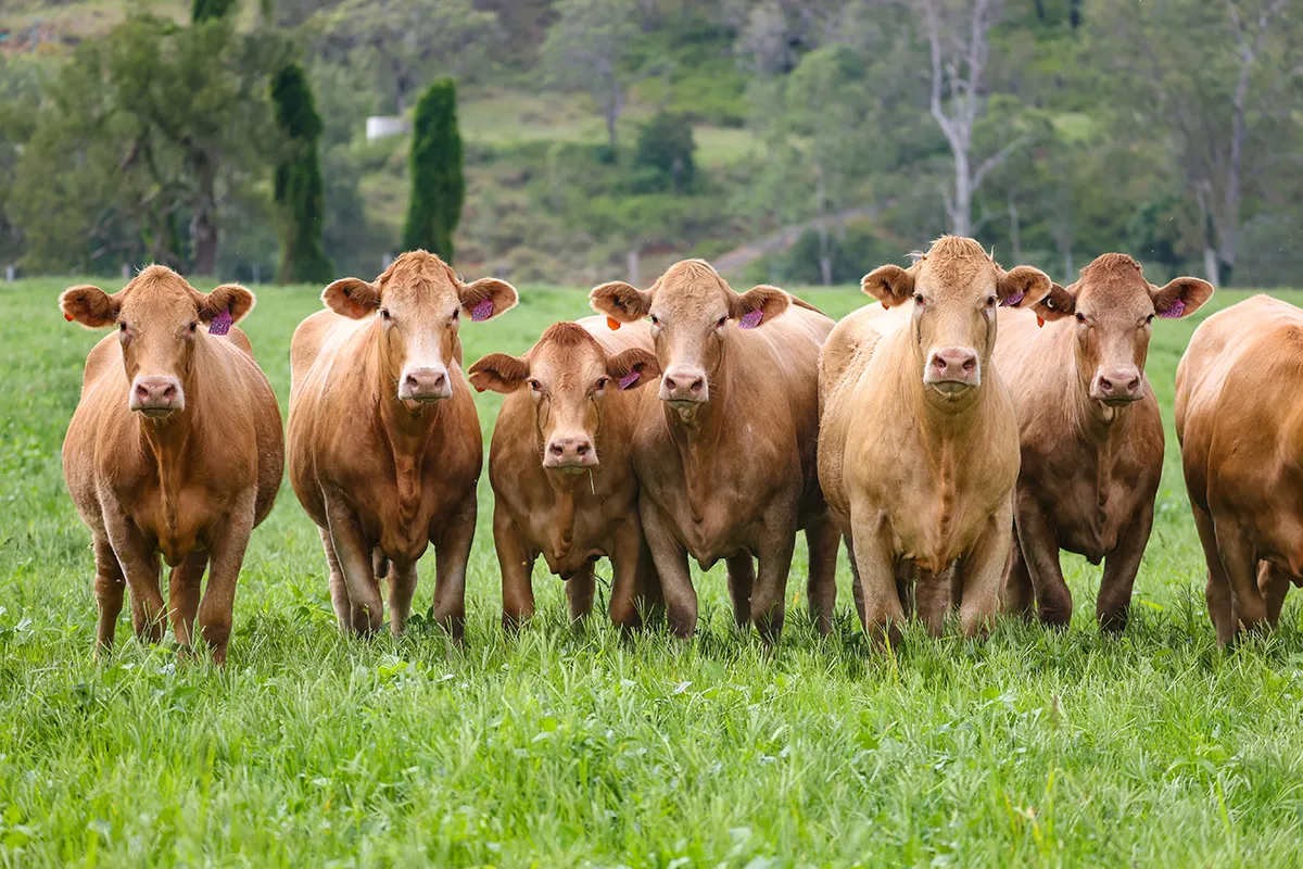 The Yulgilbar herd in open country