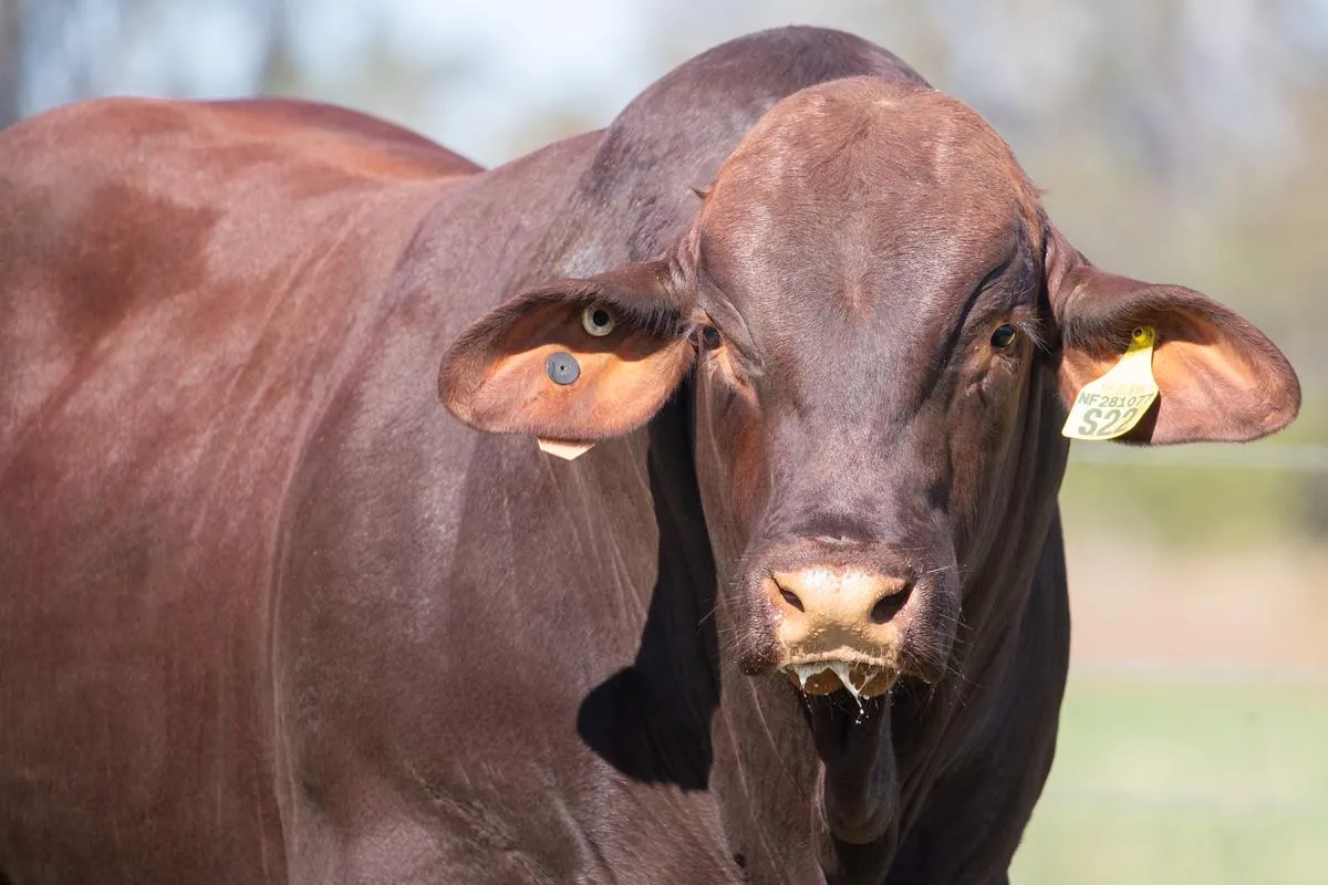 Yulgilbar Santa Gertrudis bull