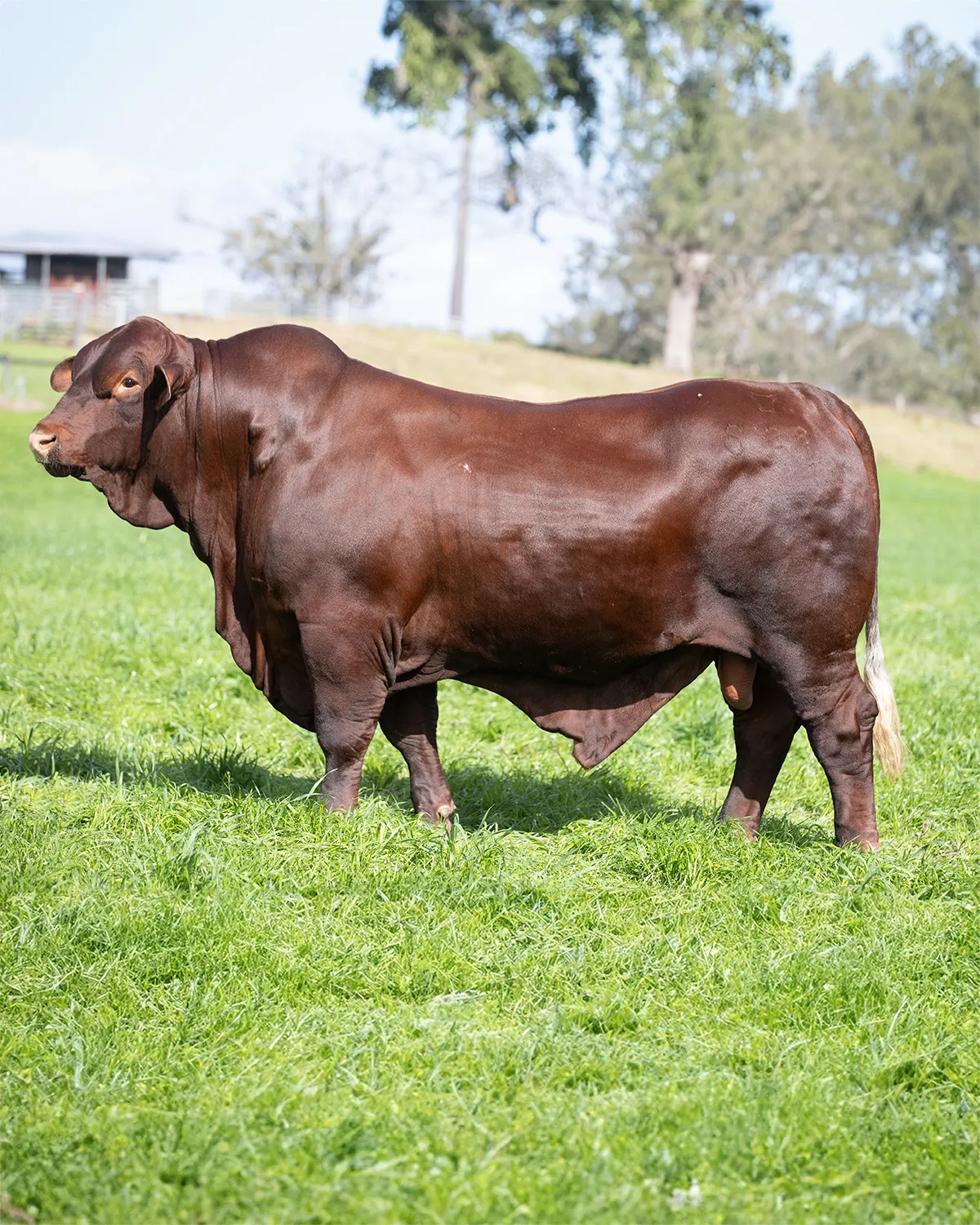 Yulgilbar sire Yulgilbar Sidney