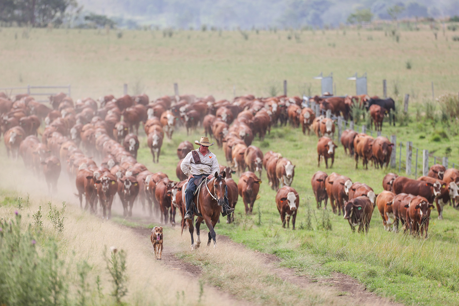 Mustering Santa Gertrudis cattle on horseback at Yulgilbar