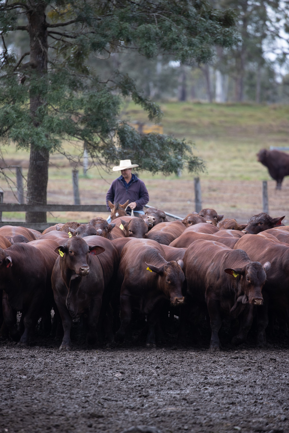 Cattle in the feeding facility at Broadwater