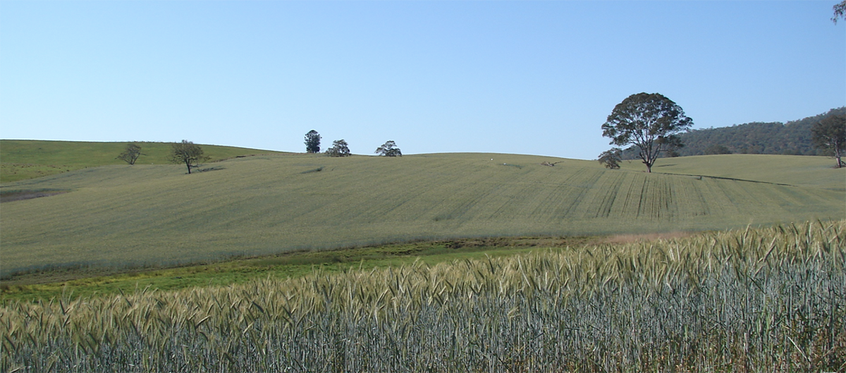 Irrigated cropping country at The Farm