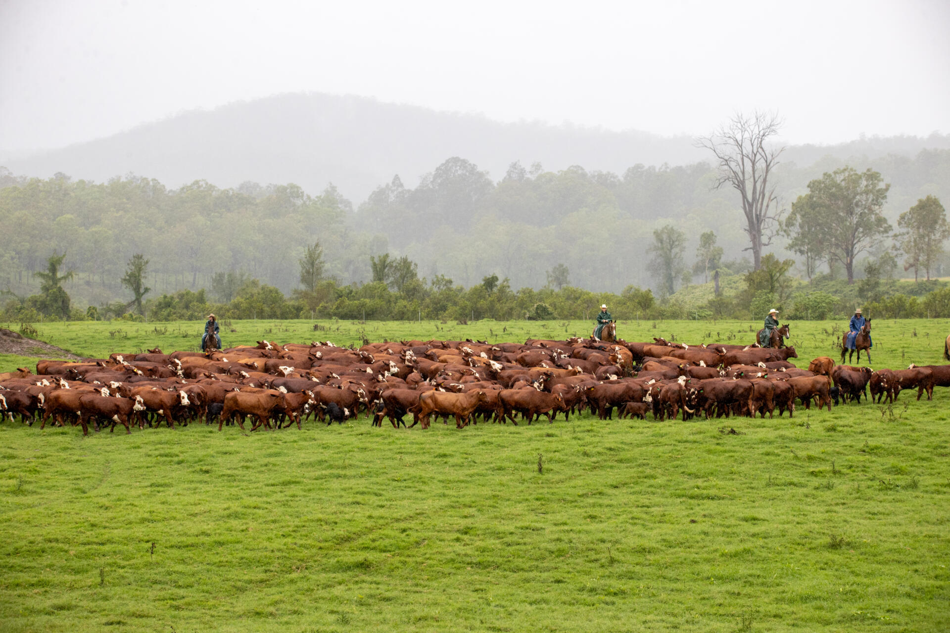 Young cattle grazing at Tooloonki